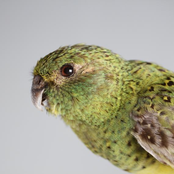A close up on the head and shoulders of a small green night Parrot bird which is decorated with vividly coloured green and yellow feathers with brown accents. It opens its beak slightly as if it's alive and stares at the camera with a deep brown eye