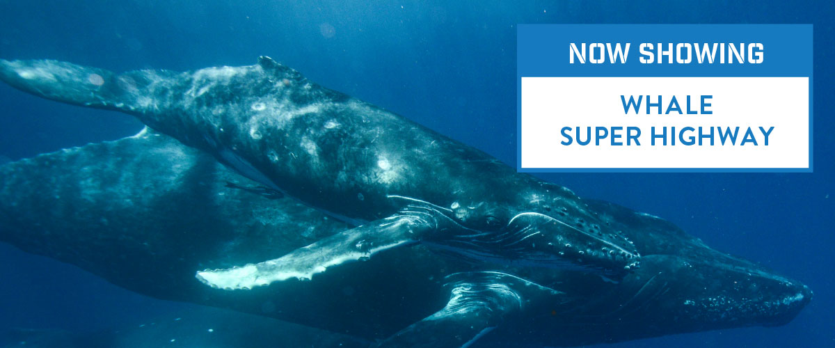 An image of a whale swimming is partially covered by a text banner reading 'Now showing Whale Superhighway'