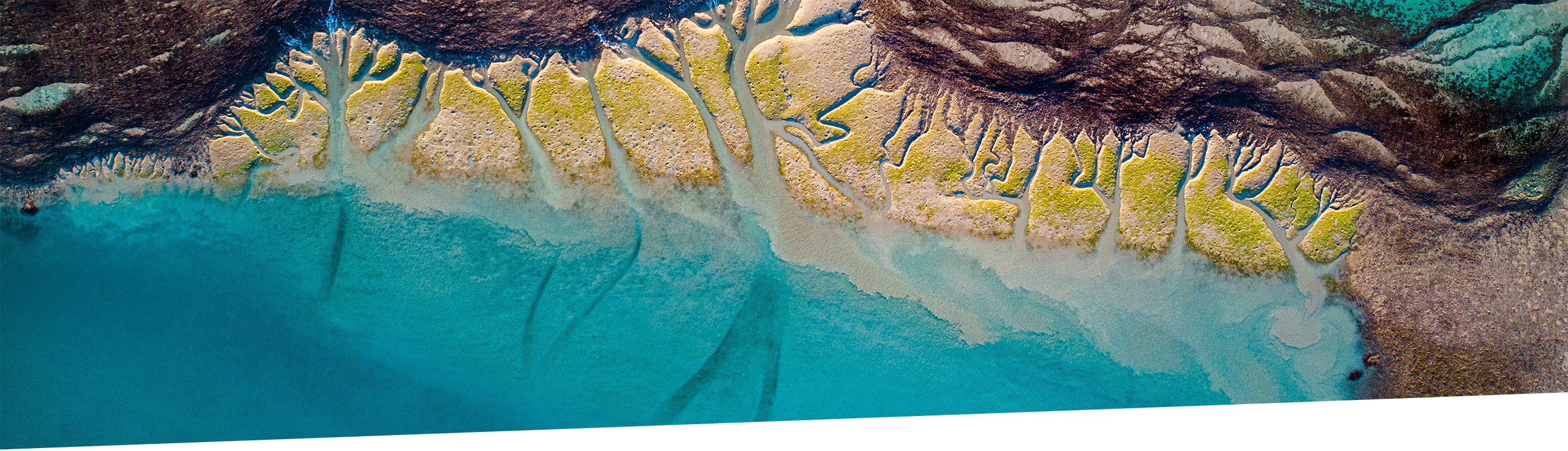 An aerial view of a rocky beach with bright green algae and turquoise water