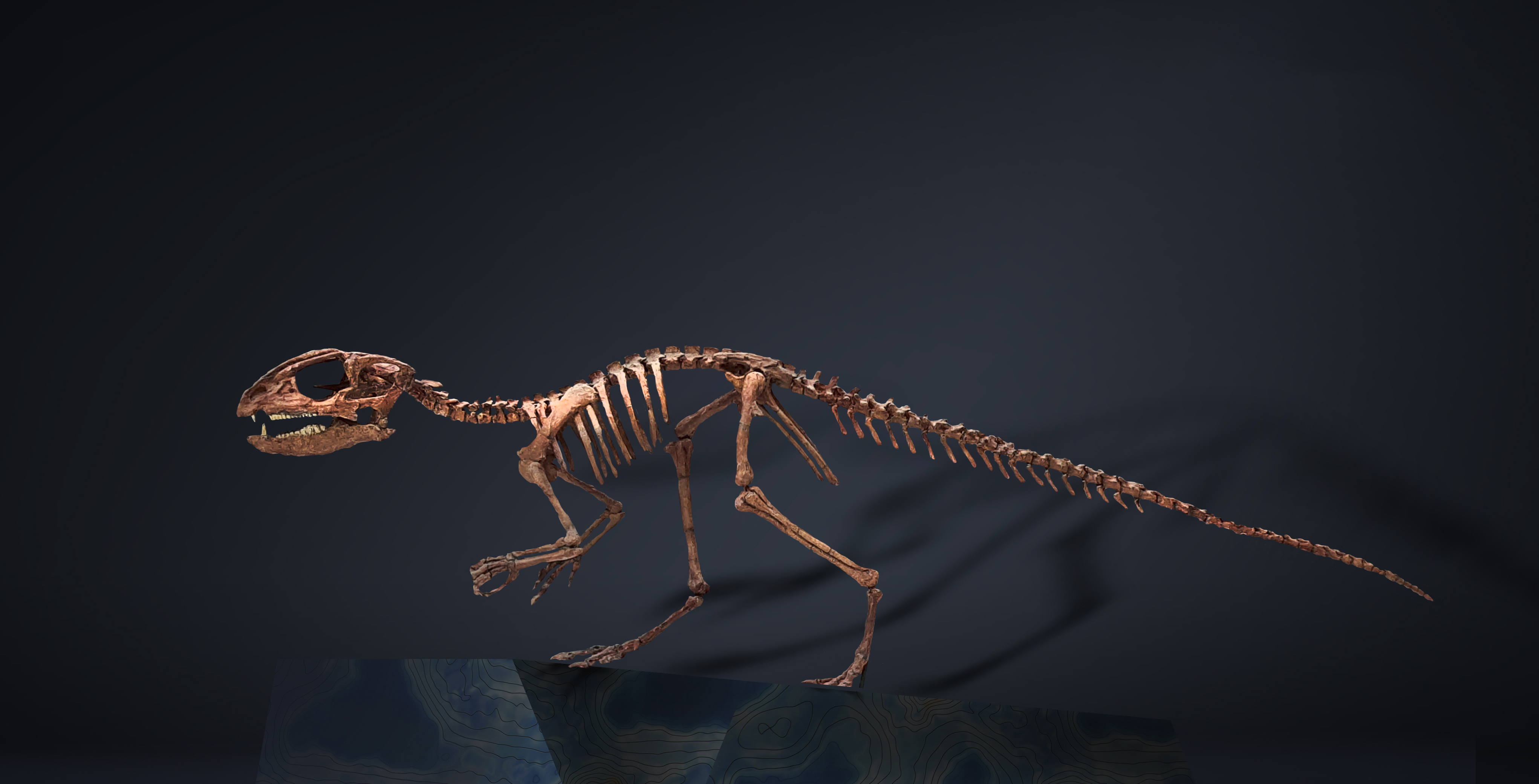 Manidens Condorensis Western Australian Museum