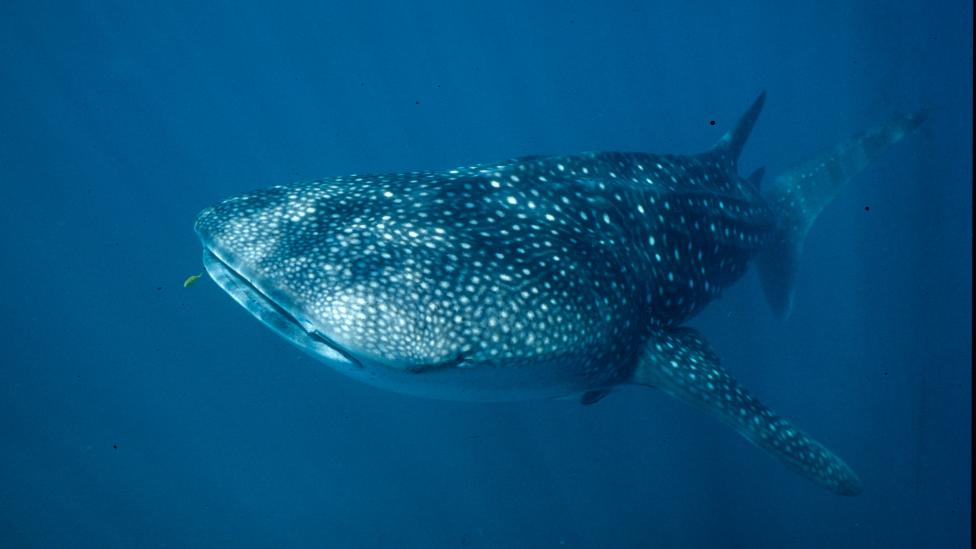 The Whale Shark - photo by Sue Morrison