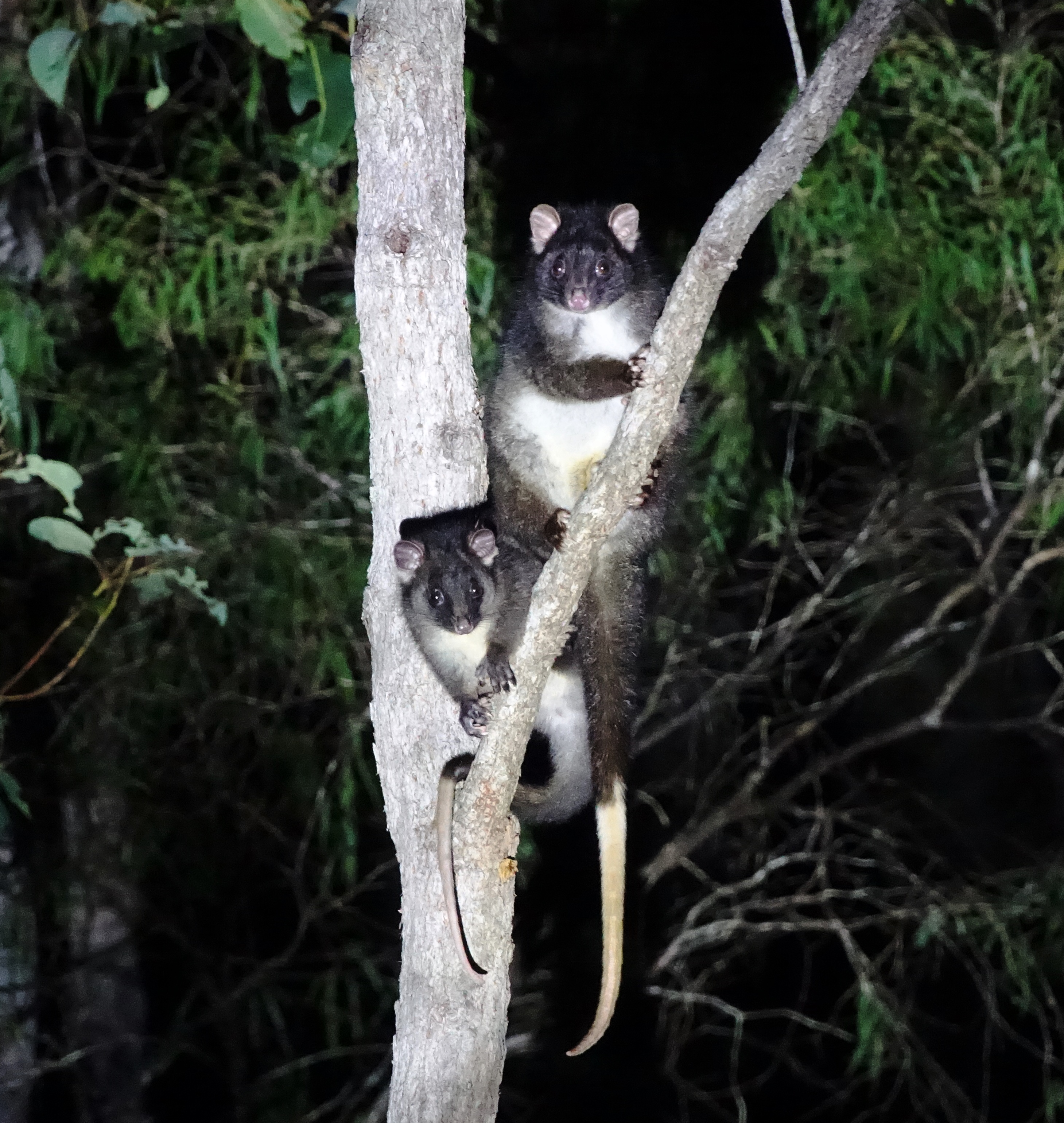 Two western ringtail possums, an adult and a baby, sit together in the fork of a tree at night