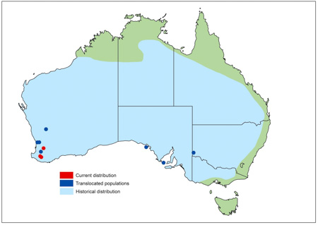 A map of Australian showing the distribution of Woylies with several small blue and red dots around Perth
