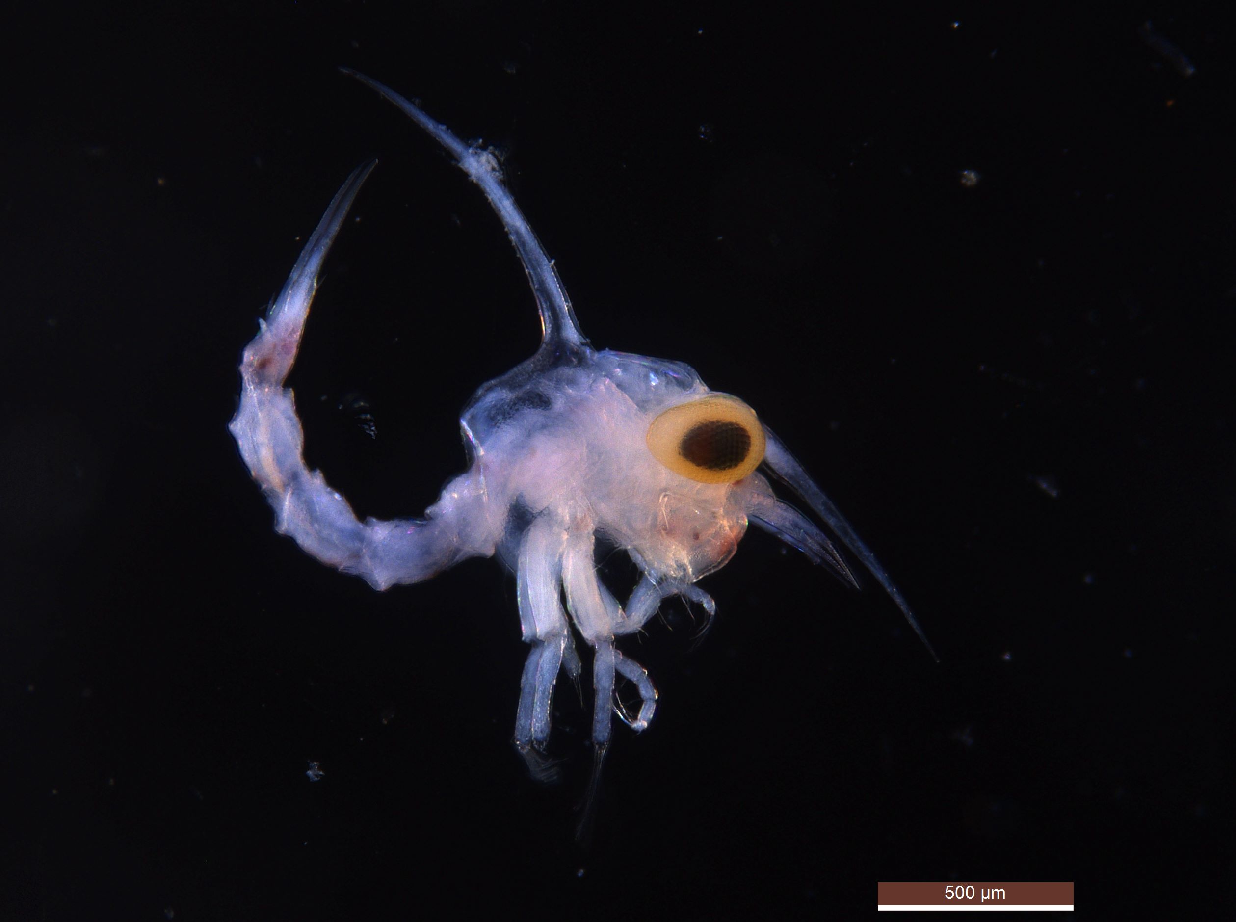 A microscopic image of a crab larvae showing a tiny translucent creature with blue-purple skin and identifiable legs  