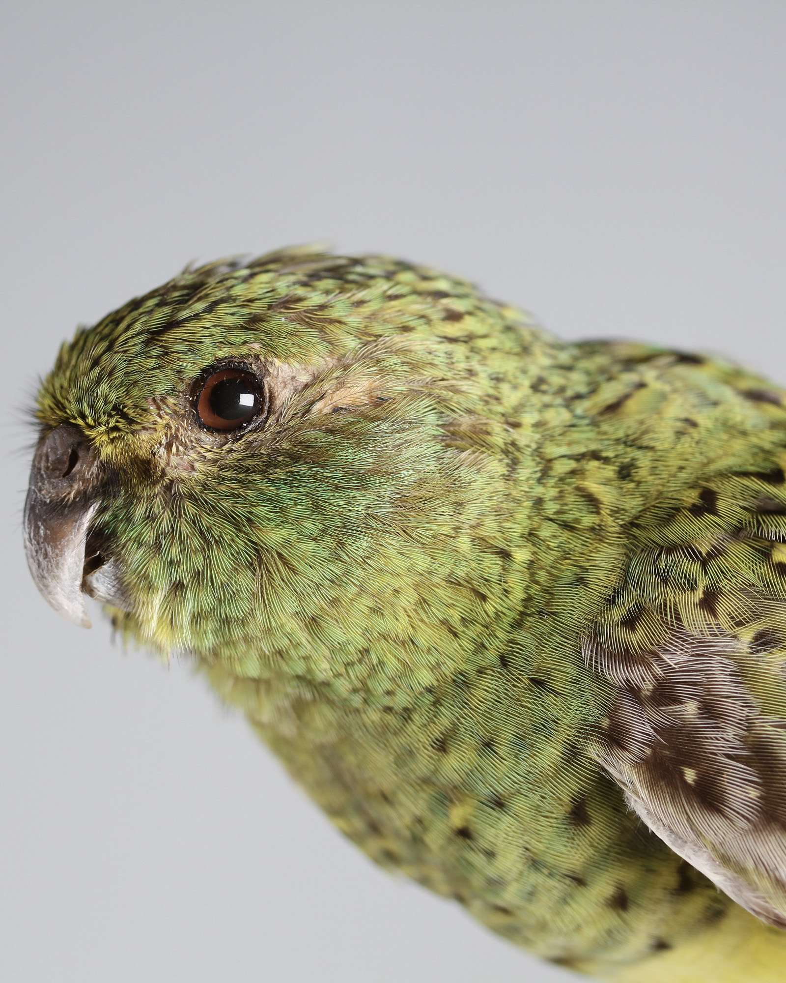 A close up on the head and shoulders of a small green night Parrot bird which is decorated with vividly coloured green and yellow feathers with brown accents. It opens its beak slightly as if it's alive and stares at the camera with a deep brown eye
