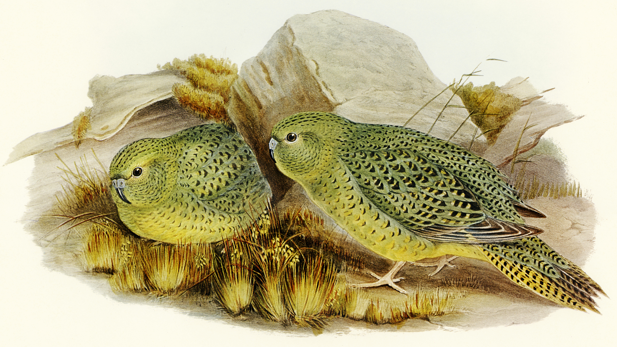 An intricate drawing of two Night Parrots with vivid green and yellow feathers and black detailing. 