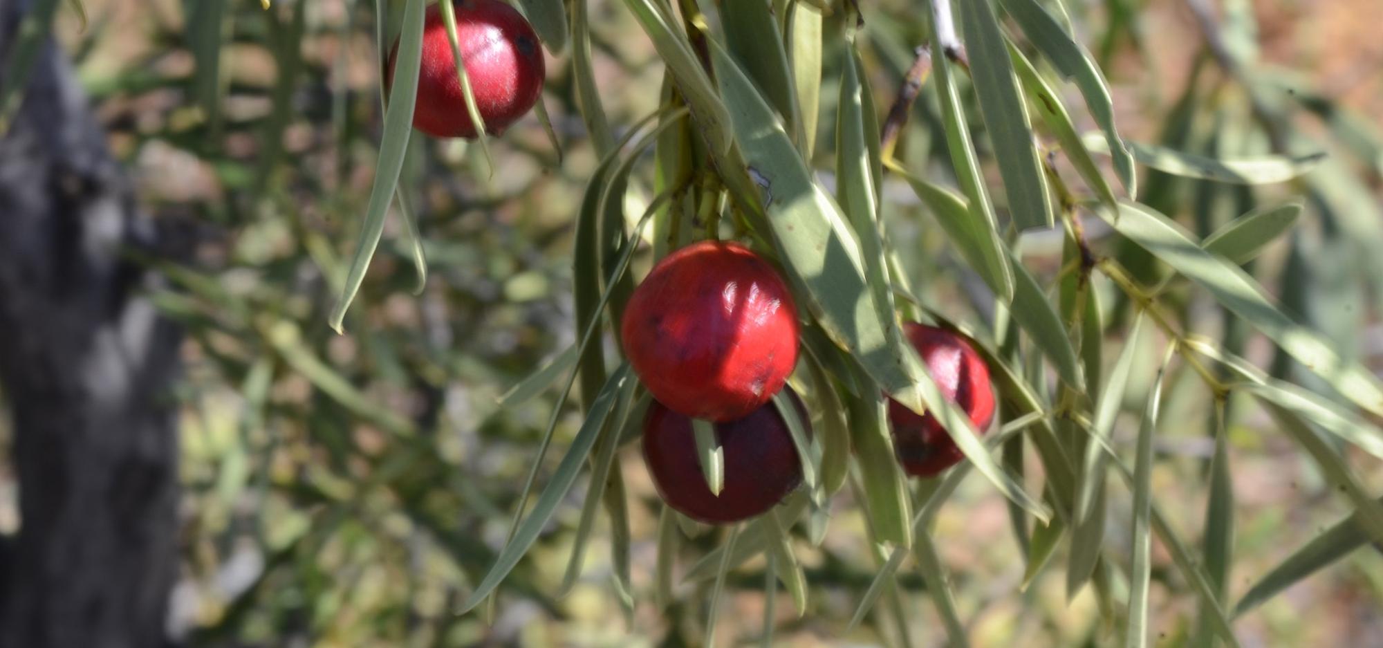 Tuesday Curatorial: NAIDOC Week Bush Food | Western Australian Museum