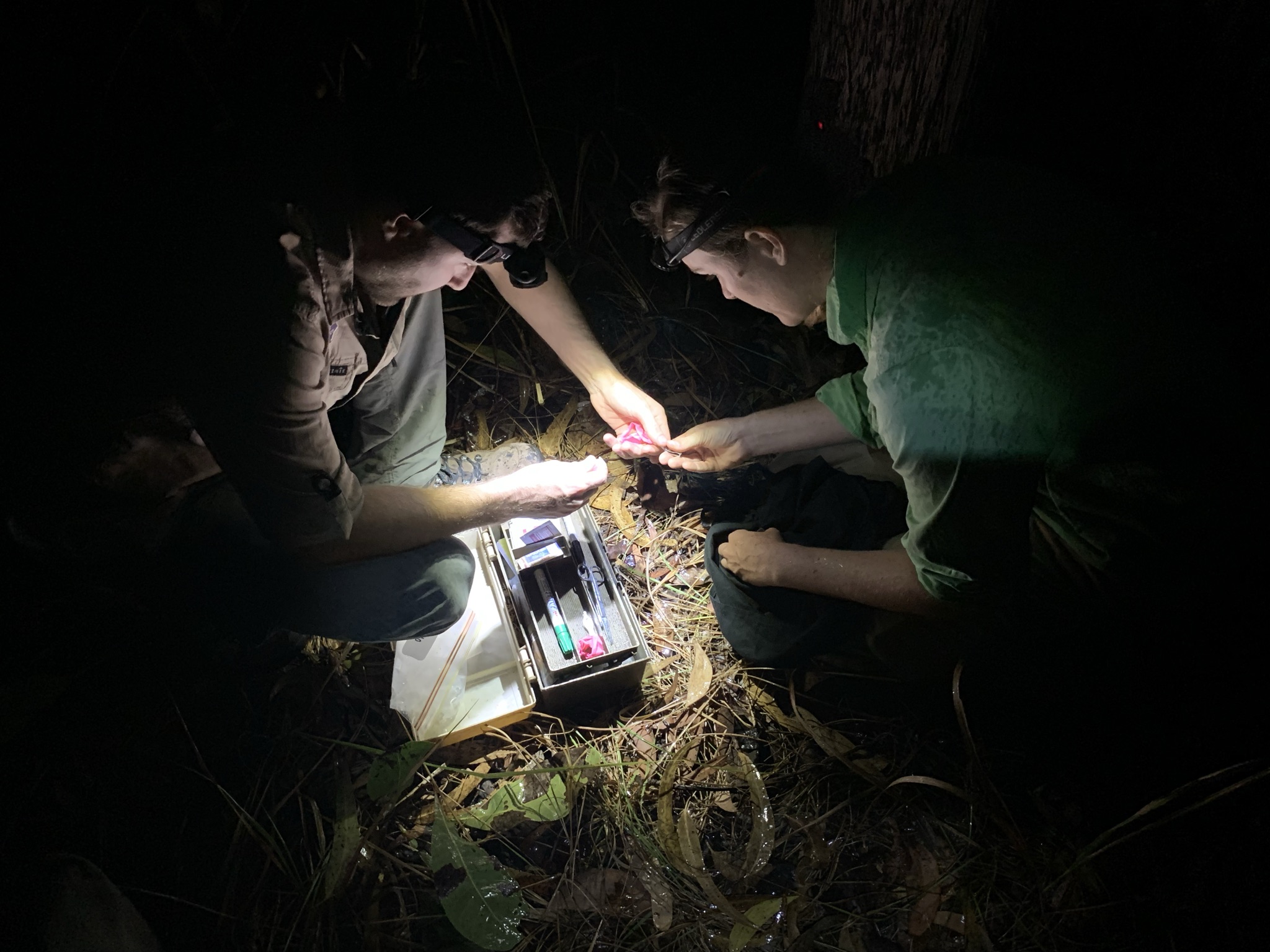 Two people with head torches conducting Northern Quoll fieldwork at night