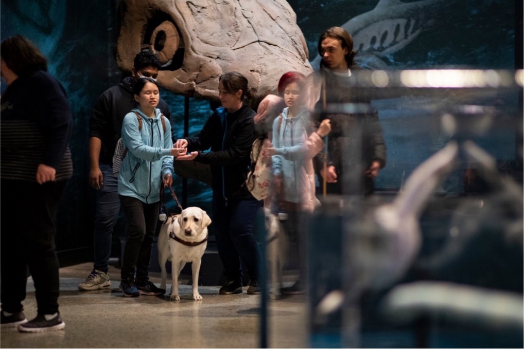 Group of people with a guide dog in a museum exhibit with a large fossil skull in the background.