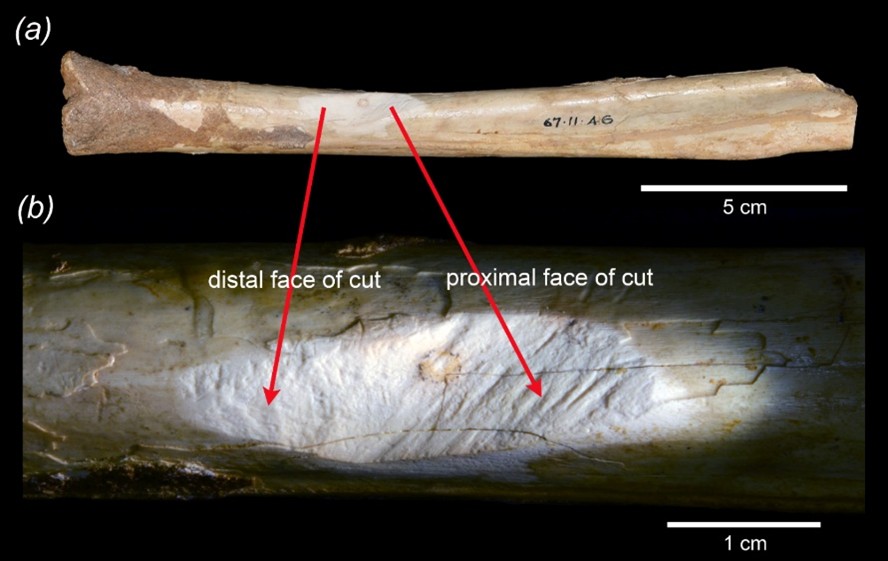 The tibia bone from Mammoth Cave with the complex two-faced incision