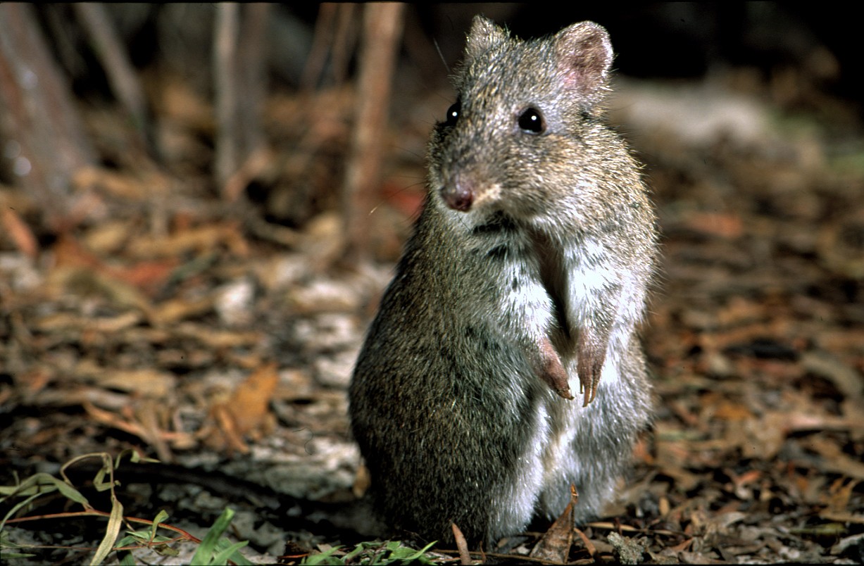Small grey-brown potoroo standing upright on a forest floor, looking alert with front paws held close to its chest.