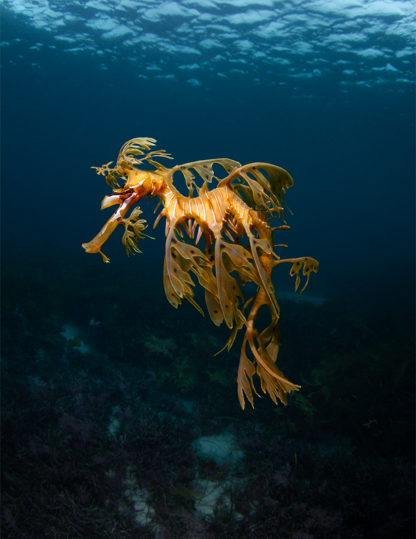 An underwater photo of a yellow Leafy Sea Dragon