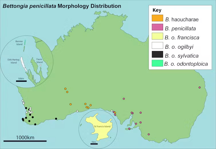 Map of Australia showing the distribution of Bettongia penicillata morphologies, with coloured dots marking specimen locations across southwestern and southern Australia and a legend identifying six morphology groups. Insets highlight Bernier and Dorre Islands in Western Australia and St Francis Island in South Australia