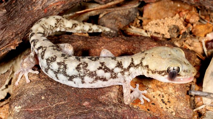 Image of cloudy stone gecko