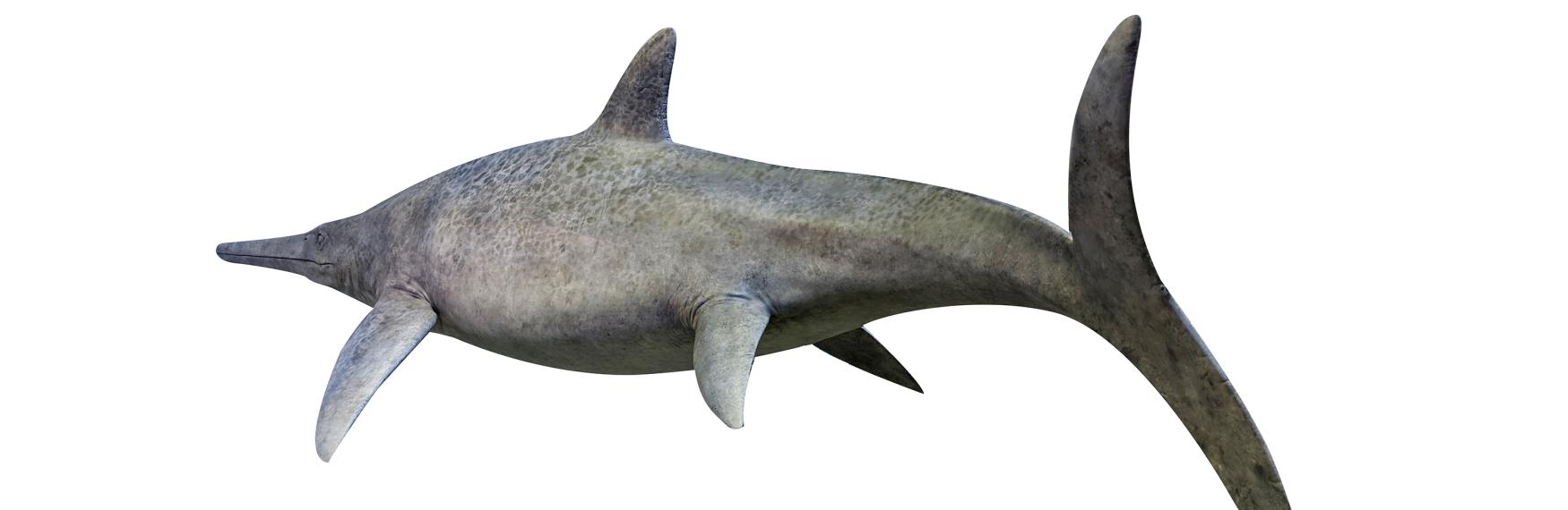 Model of icthyosaur