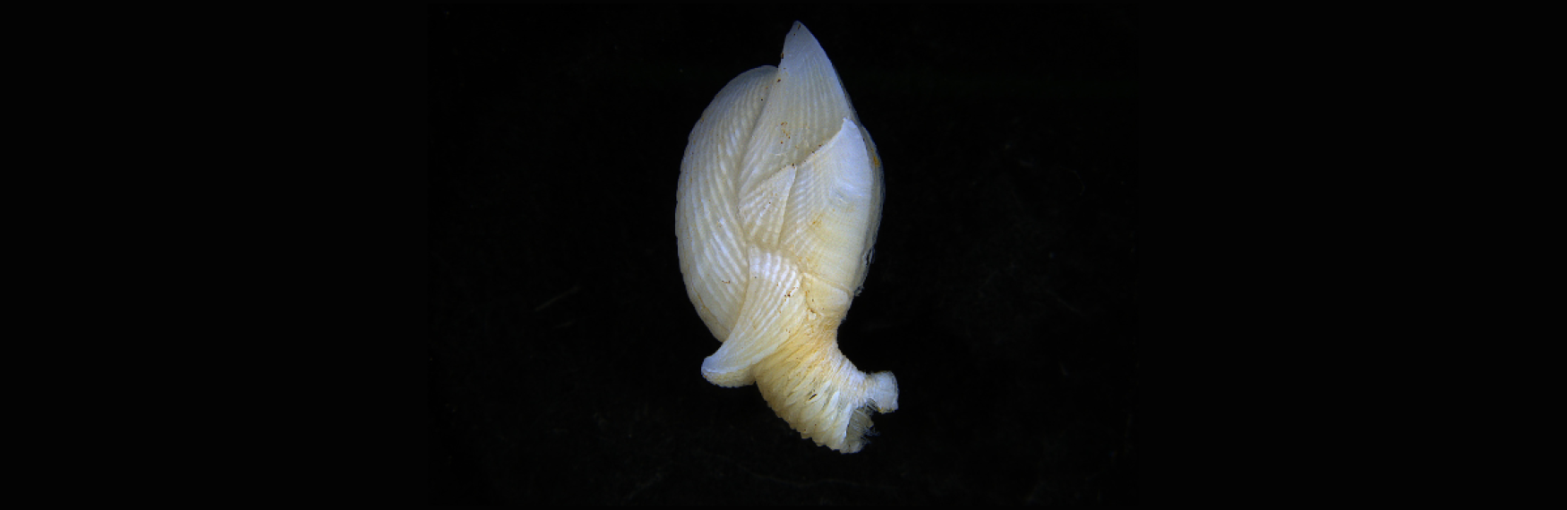Barnacle