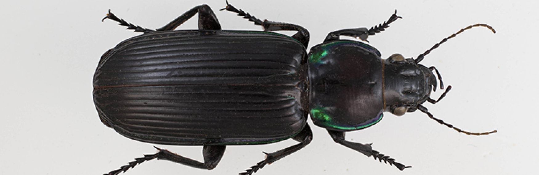 Overhead close-up of a black ground beetle with iridescent green highlights on its thorax. The beetle is displayed against a plain white background.