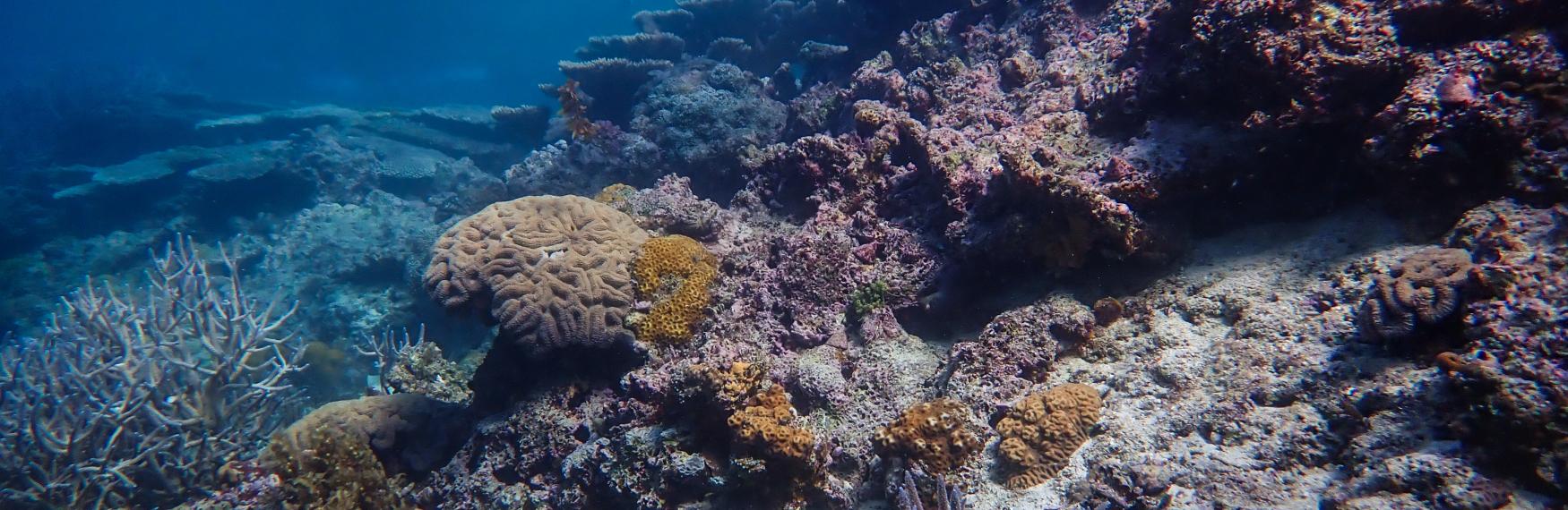 A vibrant coral reef showcasing a diverse array of colorful corals in various shapes and sizes.