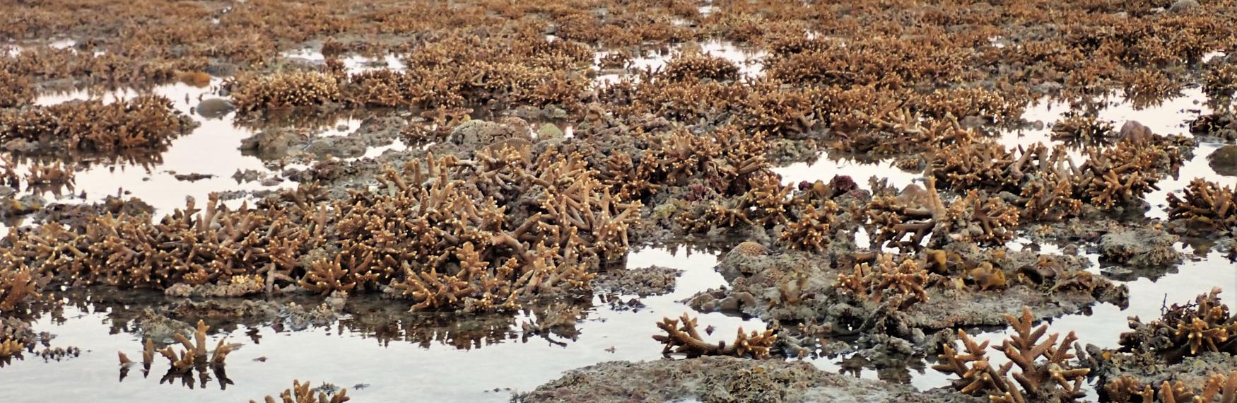 A green turtle rests among coral at low tide in the Kimberley region