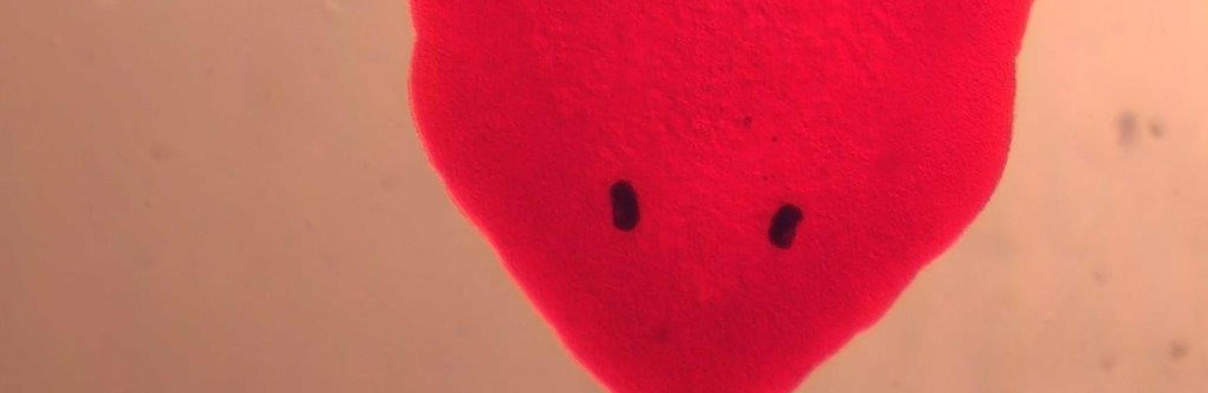 Head of a planarian worm under a microscope