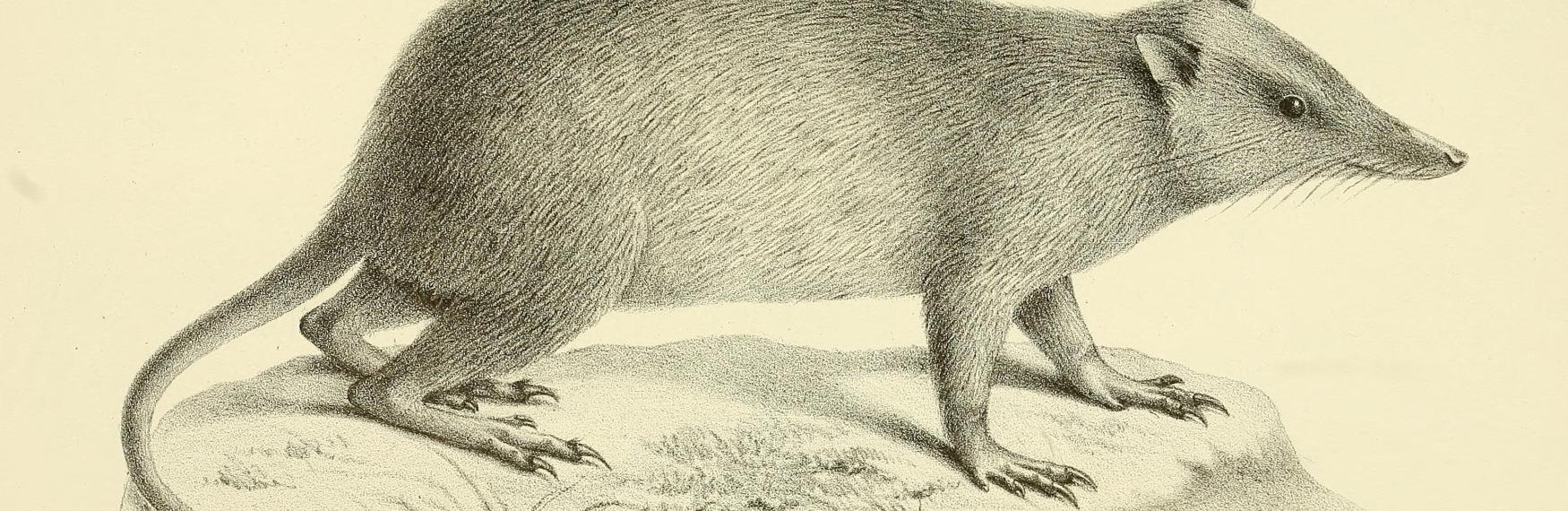 Illustration of Peroryctes raffrayana. Annales des sciences naturelles (1878). Wikimedia Commons