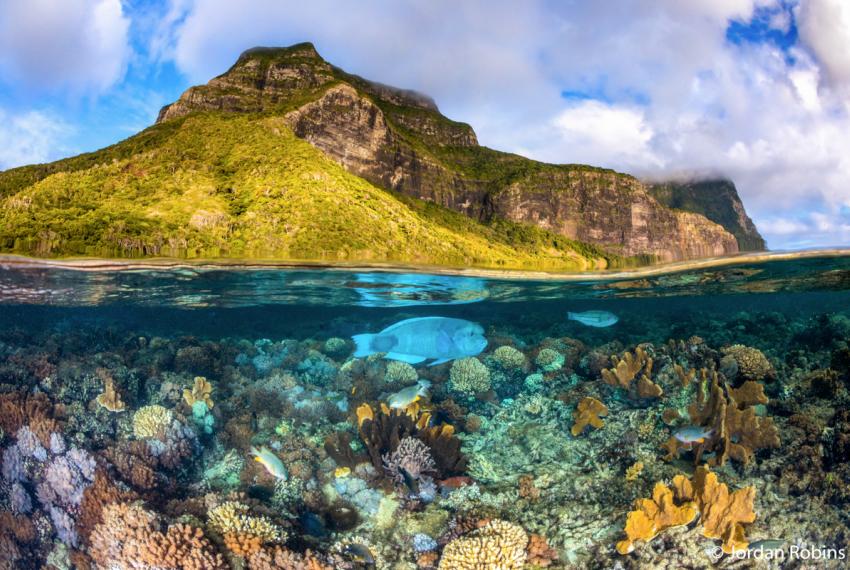 A mountain rises up out of a vibrant underwater landscape 