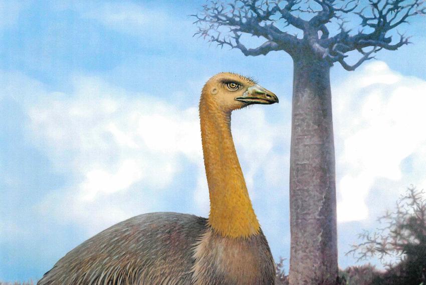 Large bird.