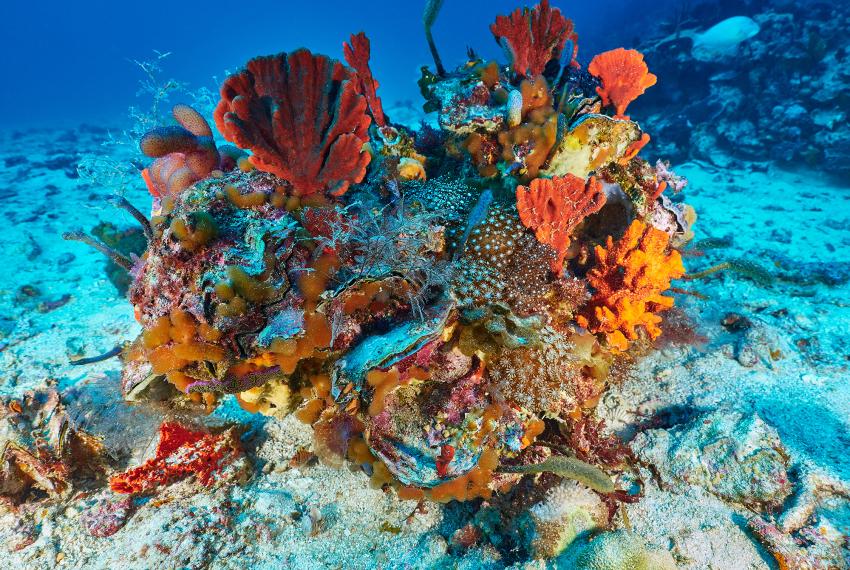 Brightly coloured corals and other sea life in deep blue water