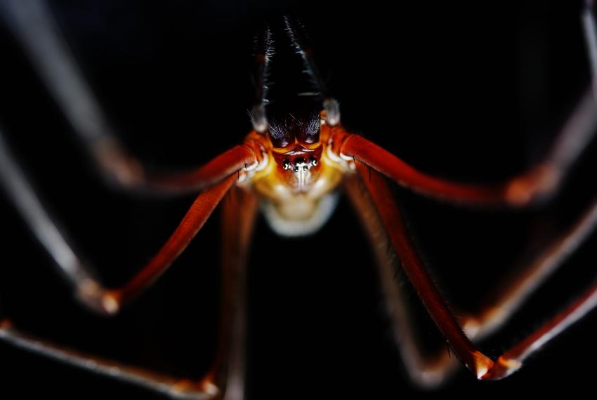 Header image of a spider looking creature