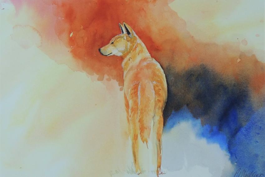 A watercolour painting of a dingo