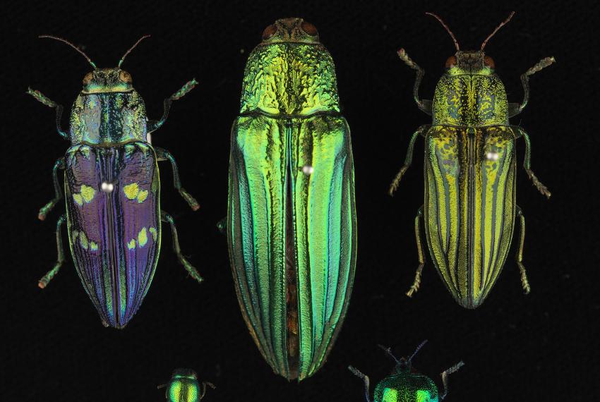 Colourful buprestidae specimens arranged in a line