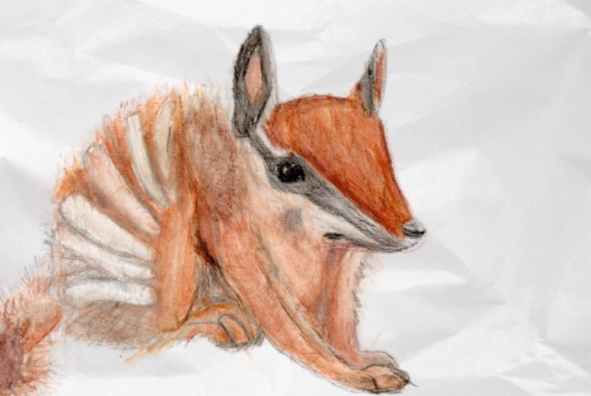 A child's drawing of a numbat coloured with red and brown 