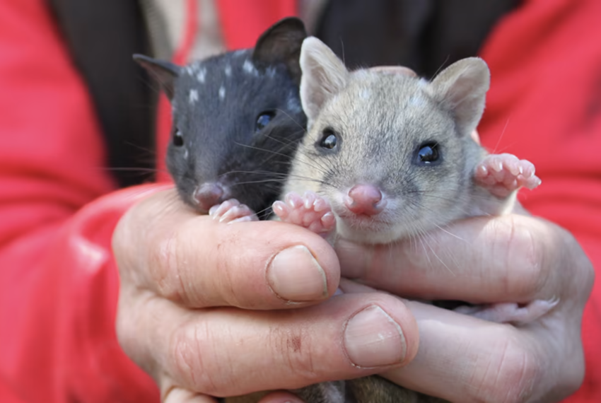 A pair of hands holding two tiny quolls, one is black and one is a light grey. They both stare into the camera with large eyes