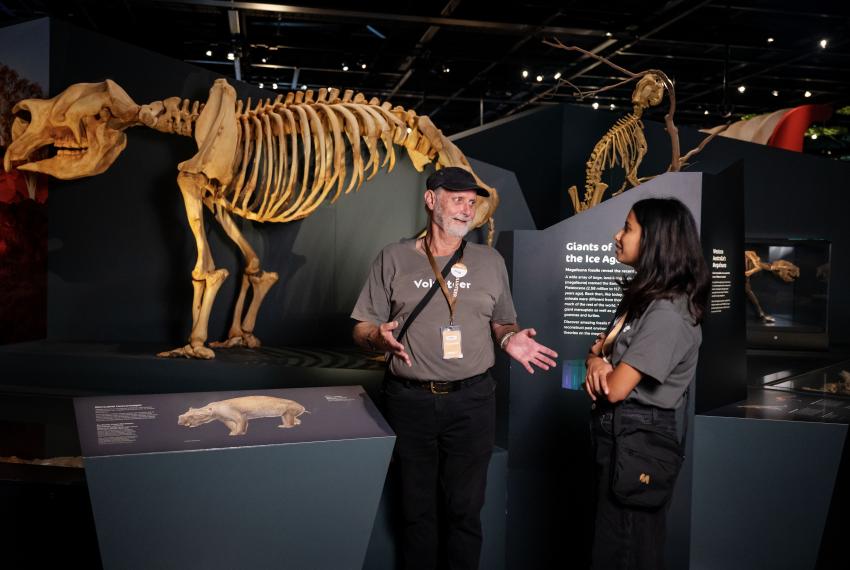 An older Museum volunteer in a black hap, grey volunteer shirt and black trousers gestures as though in mid conversation at another volunteer in a matching uniform with their side to the camera. They stand in a darkened gallery next to a large Diprotodon skeleton.