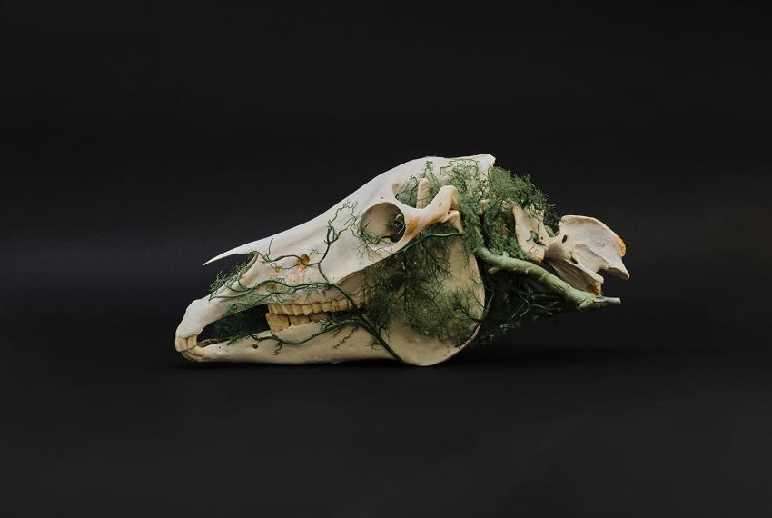 a depiction of a sheep skull with green foliage growing around it