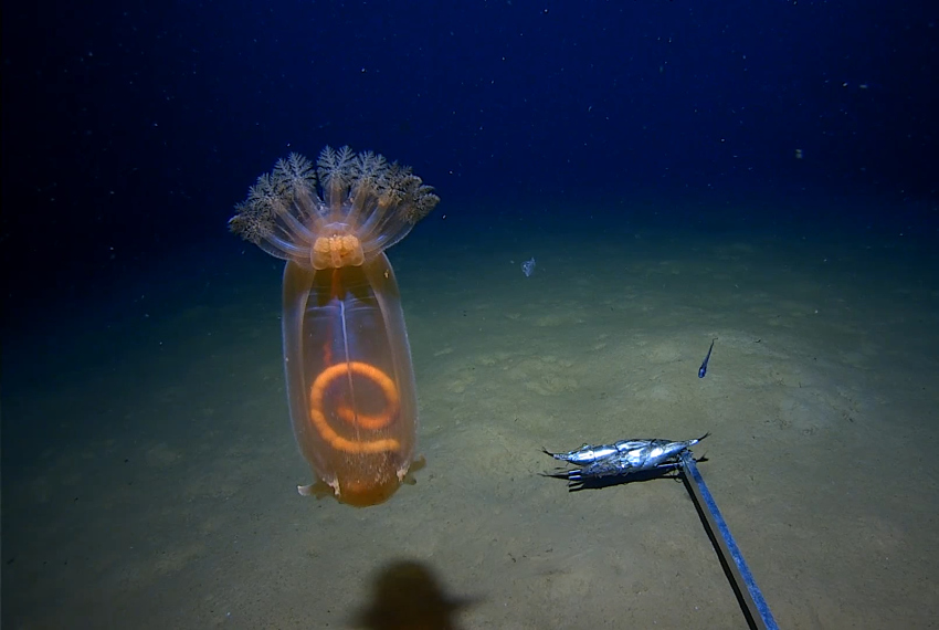An underwater image of a seethrough creature and a crustacean on the sea floor