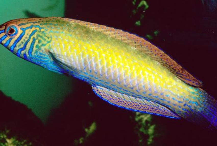 A colourful fish swimming near some water plants