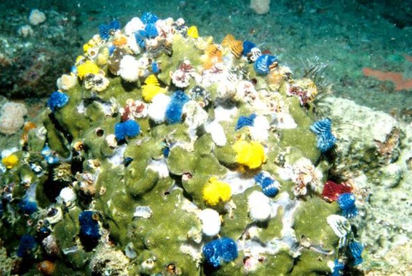 Colourful worms on an underwater rock