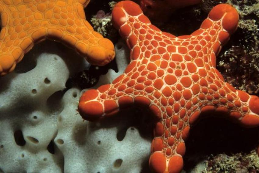 2 orange coloured sea stars