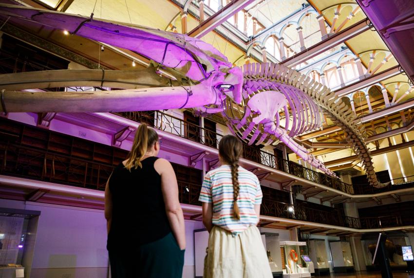 Two people observe a large whale skeleton suspended from the ceiling in a museum, highlighted in purple light.