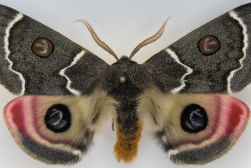 A large, colourful moth