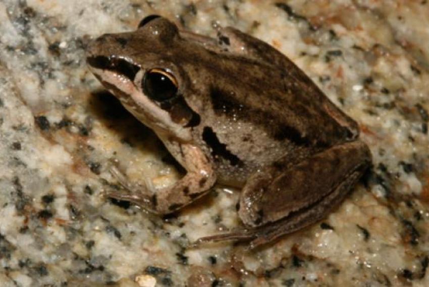 A small brown frog with black markings