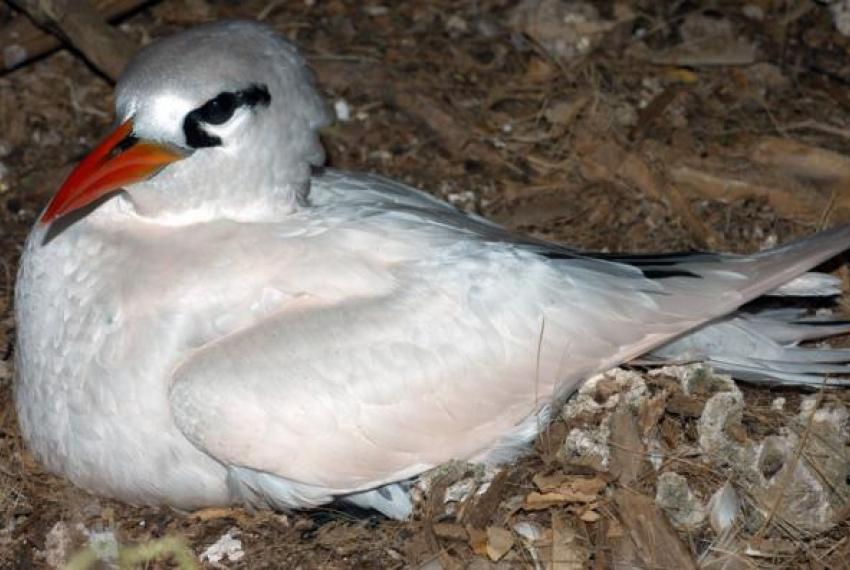 A white bird with orange beak and black eye marking