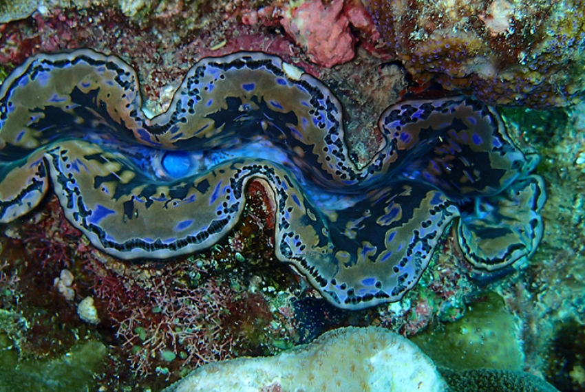 A blue clam surrounded by rock and coral