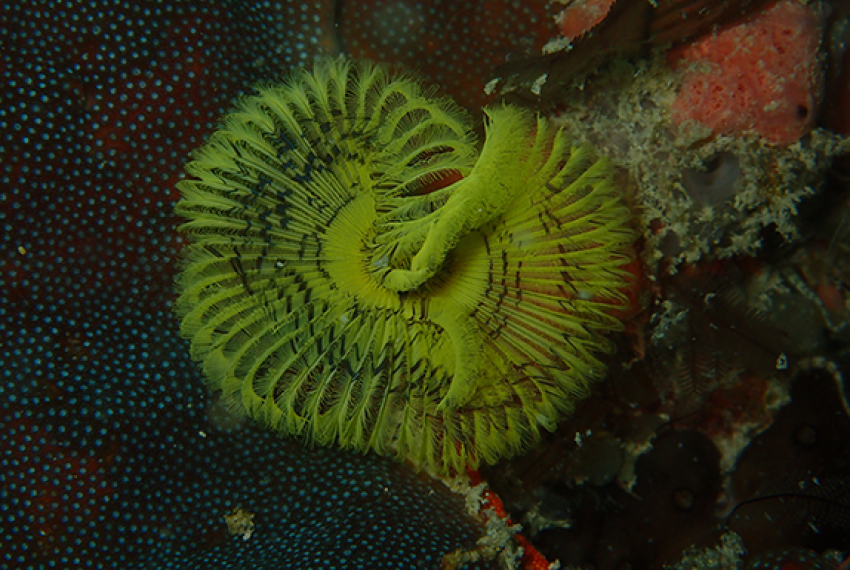 Yellow tube worm