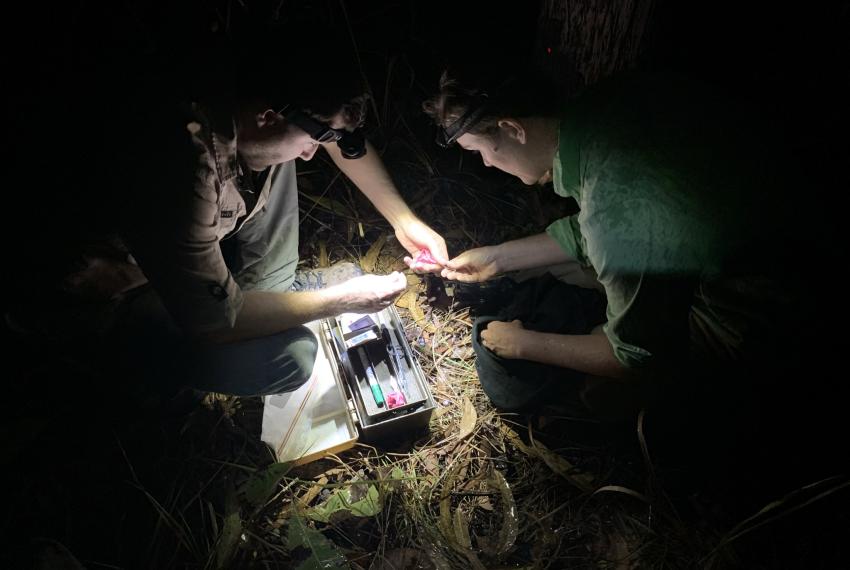 Two people with head torches conducting Northern Quoll fieldwork at night