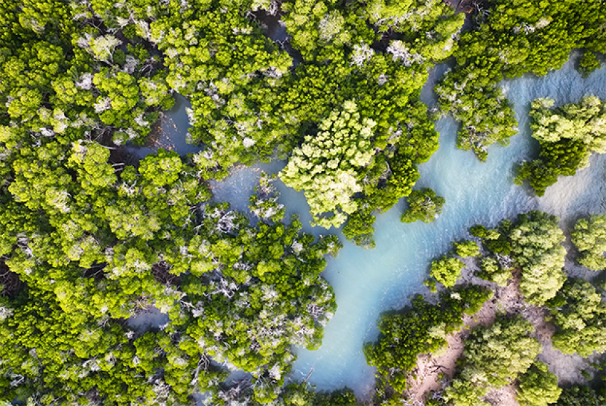 Aerial view of a mangrove forest with green trees and winding blue water channels.