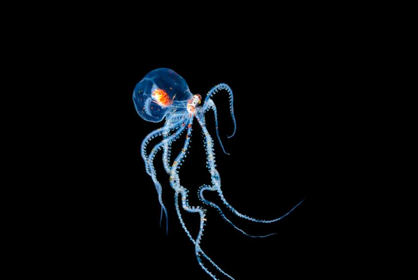 a transparent sea creature in dark water