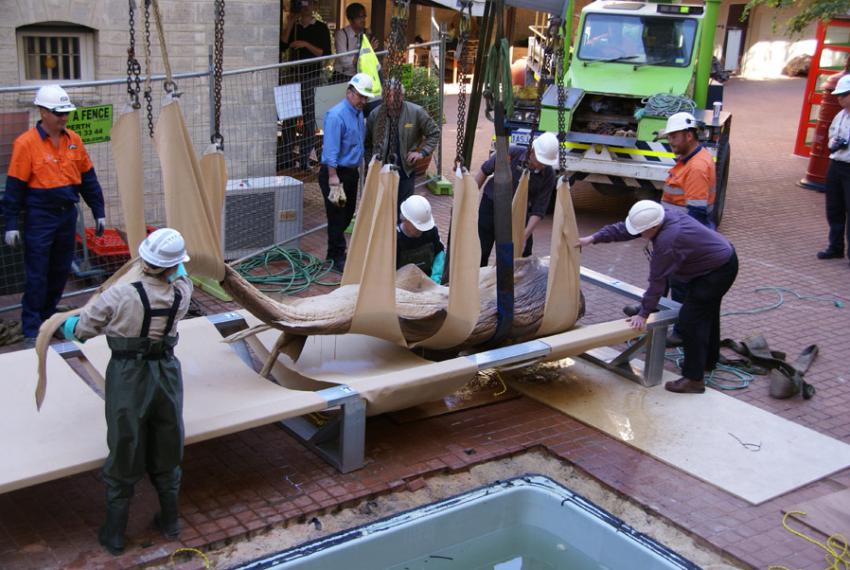 People assisting to lift a megamouth shark out of its old tank and onto a custom-built frame for it to be moved.