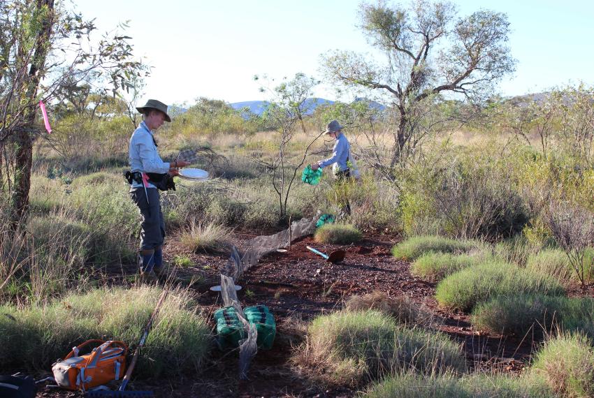 Scientists check pit and funnel traps in a shrubby landscape